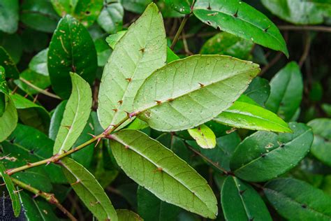 葉面有刺的植物|芸香科 Rutaceae 